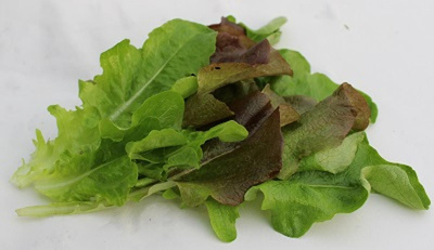 Produktfoto zu Salatrauke