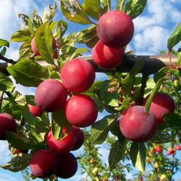 Produktfoto zu Pflaumen