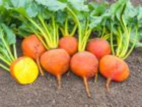 Produktfoto zu Gelbe Bete