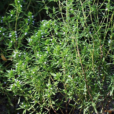 Produktfoto zu Bohnenkraut