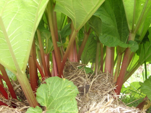Produktfoto zu Rhabarber