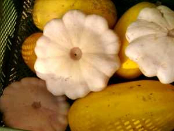 Produktfoto zu Spagetti Kürbis