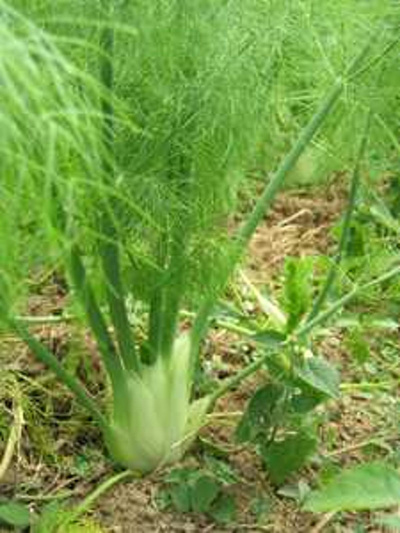 Produktfoto zu Knollenfenchel
