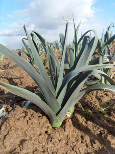 Produktfoto zu Lauch