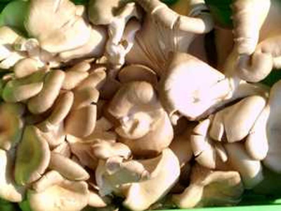 Produktfoto zu Edelausternpilz