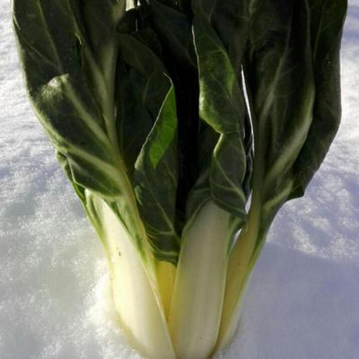 Produktfoto zu Mangold