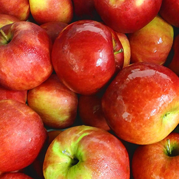 Produktfoto zu Apfel Idared