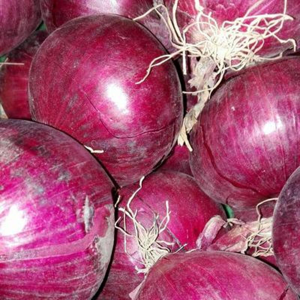 Produktfoto zu Zwiebel rot