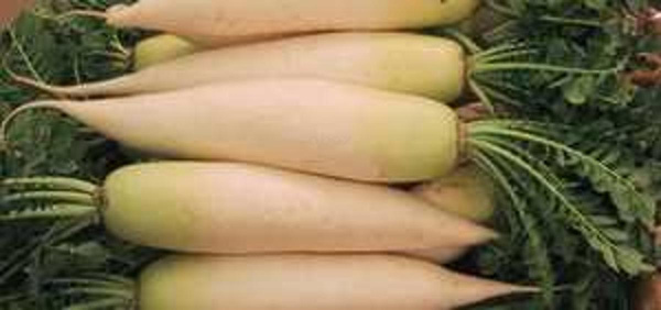 Produktfoto zu Rettich