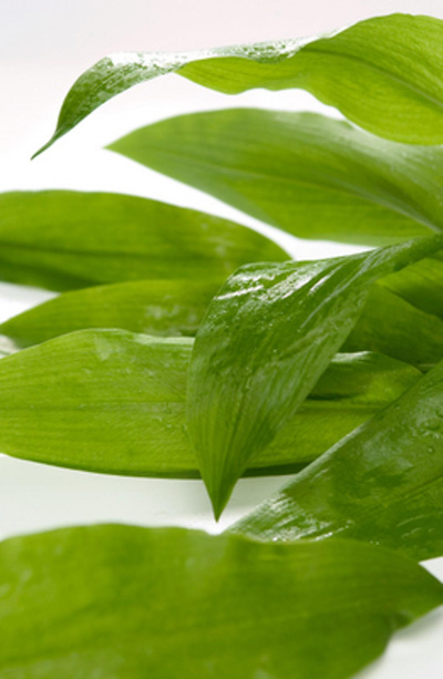 Produktfoto zu Bärlauch Bund ca. 50g