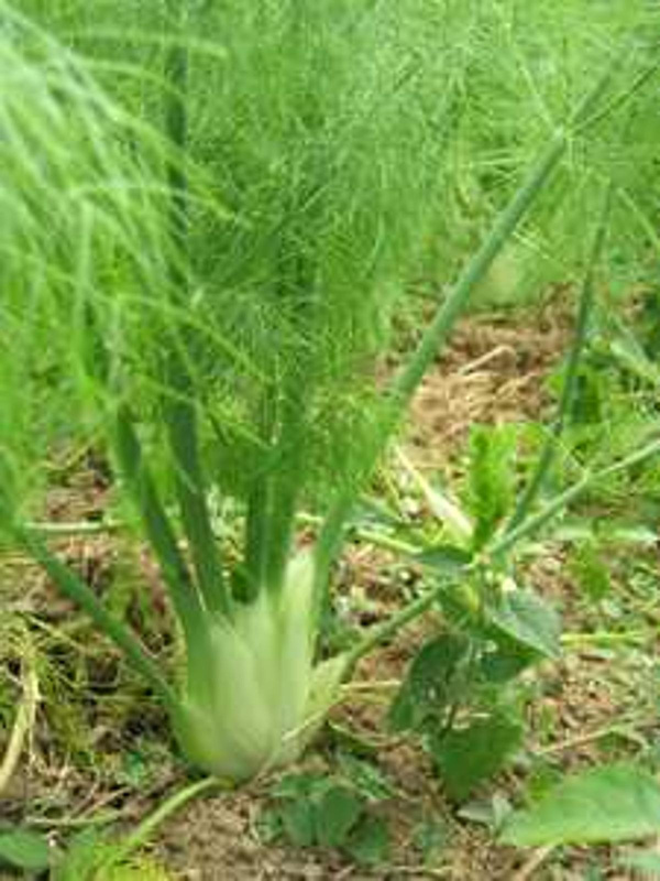 Produktfoto zu Knollenfenchel