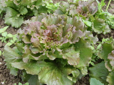 Produktfoto zu Bataviasalat